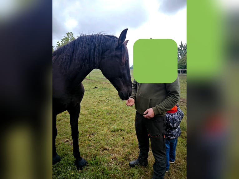 PRE Wallach 16 Jahre 163 cm Rappe in Raben Steinfeld