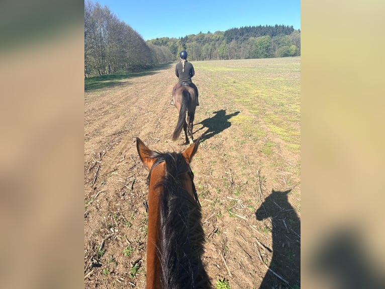 PRE Wallach 16 Jahre 163 cm Rappe in Raben Steinfeld
