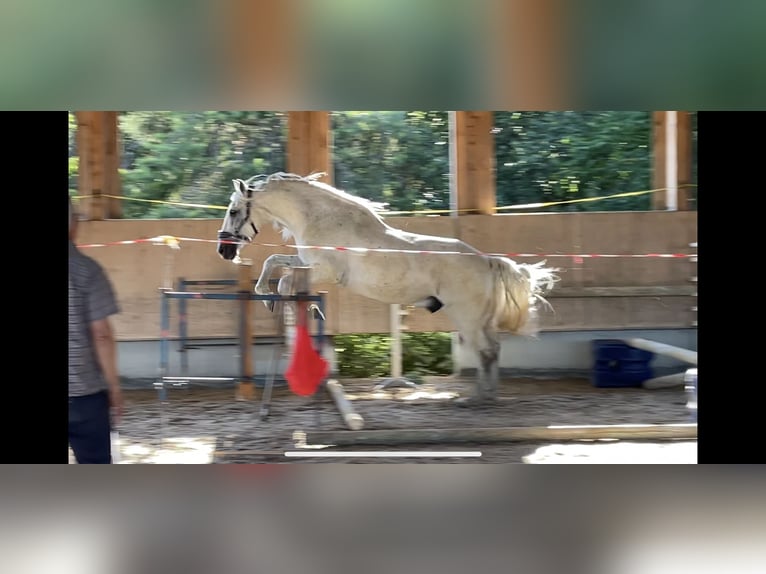 PRE Mix Wallach 16 Jahre 163 cm Schimmel in Rottenburg am Neckar