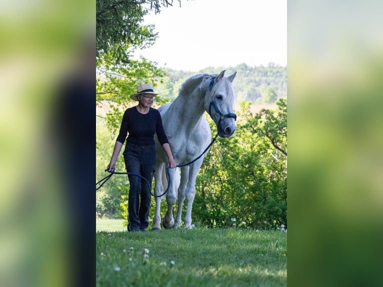 PRE Mix Wallach 16 Jahre 163 cm Schimmel in Rottenburg am Neckar