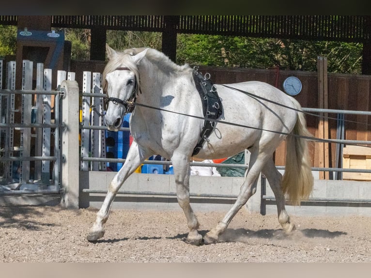 PRE Mix Wallach 16 Jahre 163 cm Schimmel in Rottenburg am Neckar