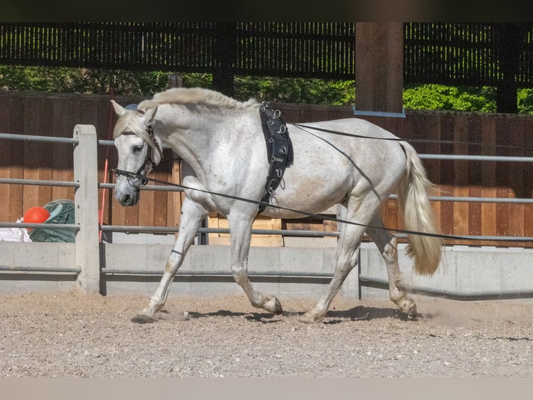 PRE Mix Wallach 16 Jahre 163 cm Schimmel in Rottenburg am Neckar