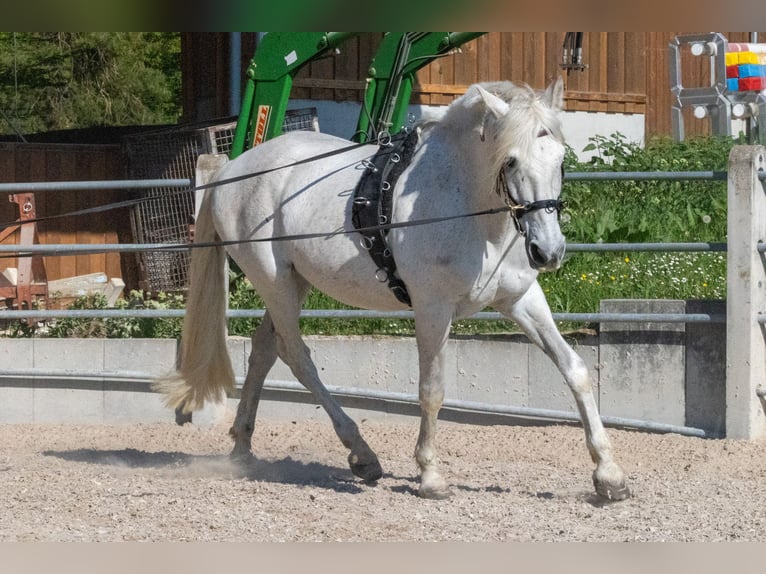 PRE Mix Wallach 16 Jahre 163 cm Schimmel in Rottenburg am Neckar
