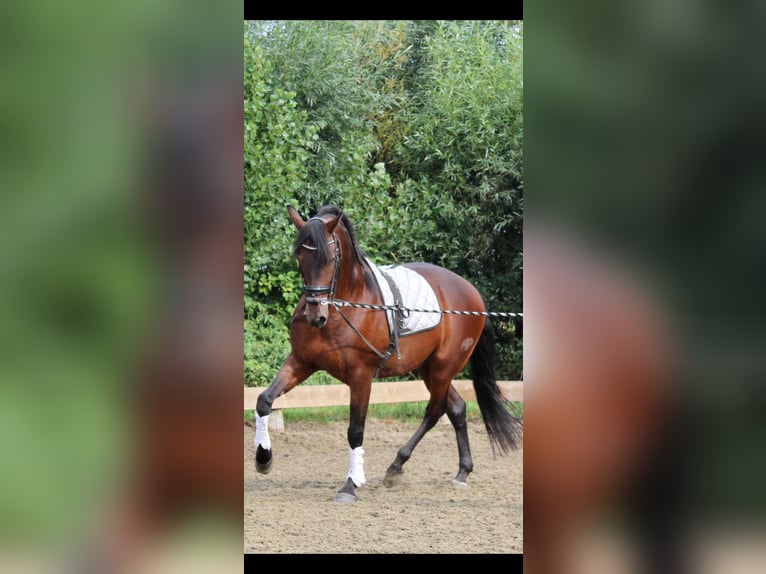 PRE Wallach 16 Jahre 165 cm Brauner in Hellevoetsluis