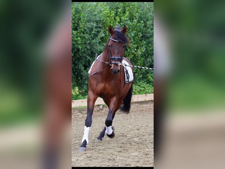 PRE Wallach 16 Jahre 165 cm Brauner in Hellevoetsluis