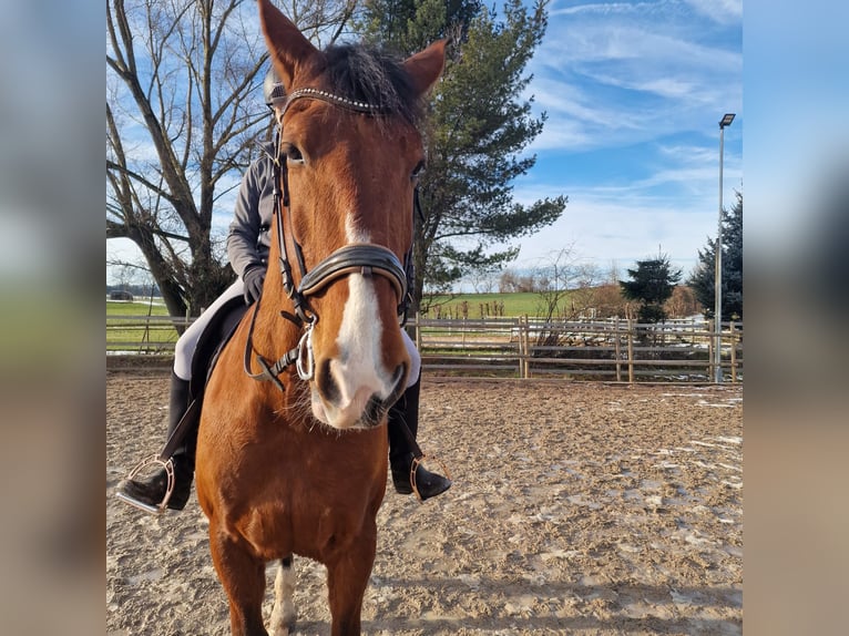 PRE Mix Wallach 16 Jahre 173 cm Brauner in Cham