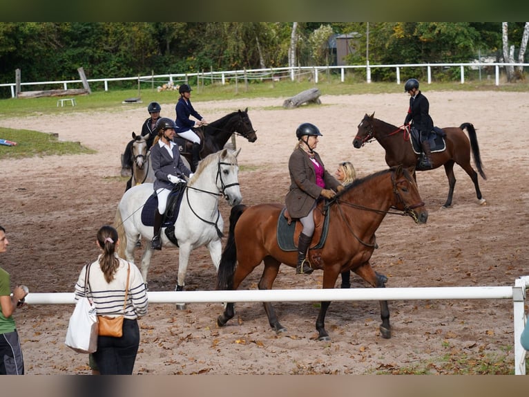 PRE Wallach 16 Jahre  in Dreieich-Dreieichenhain