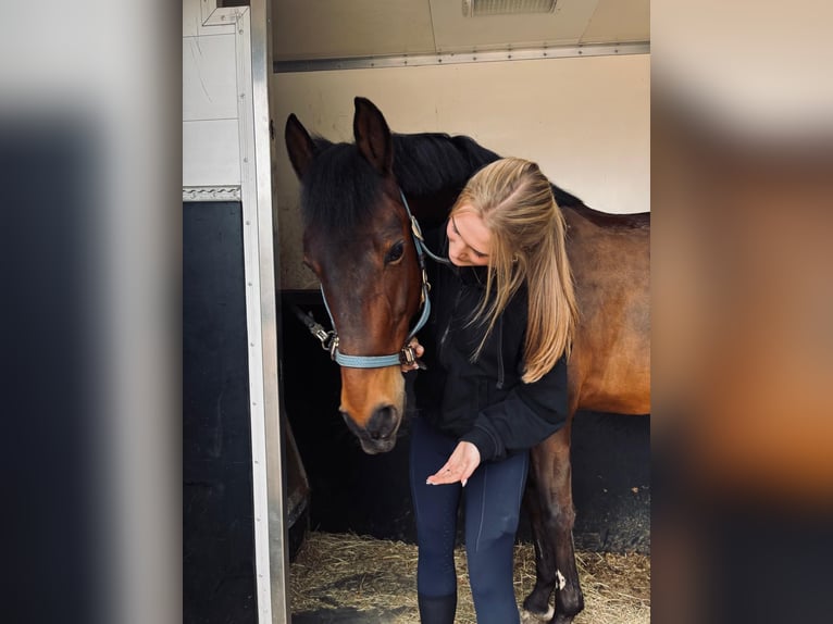 PRE Wallach 17 Jahre 153 cm Brauner in Rijmenam