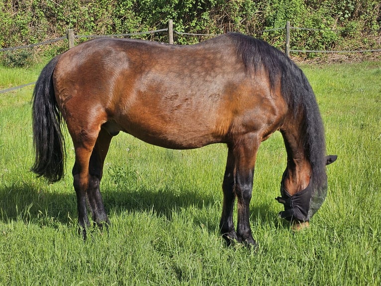 PRE Mix Wallach 17 Jahre 154 cm Brauner in Jülich