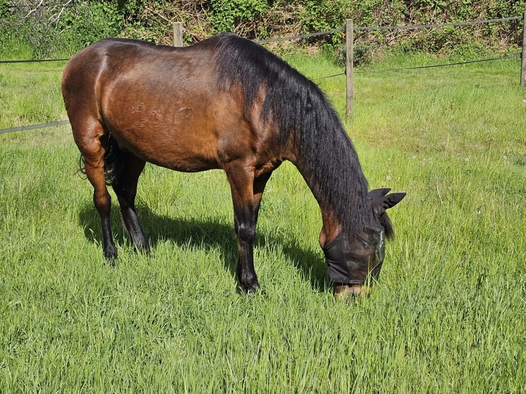 PRE Mix Wallach 17 Jahre 154 cm Brauner in Jülich