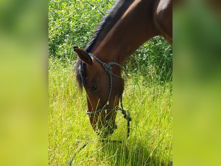PRE Mix Wallach 17 Jahre 154 cm Brauner in Jülich