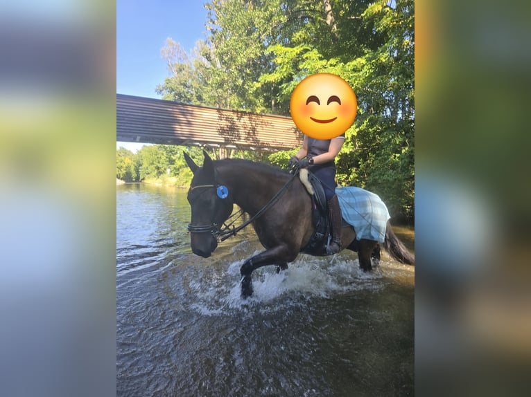 PRE Wallach 17 Jahre 157 cm Dunkelbrauner in Matzendorf