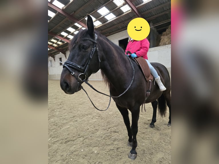 PRE Wallach 17 Jahre 157 cm Dunkelbrauner in Matzendorf