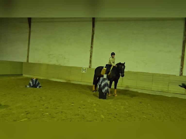 PRE Wallach 17 Jahre 157 cm Dunkelbrauner in Matzendorf