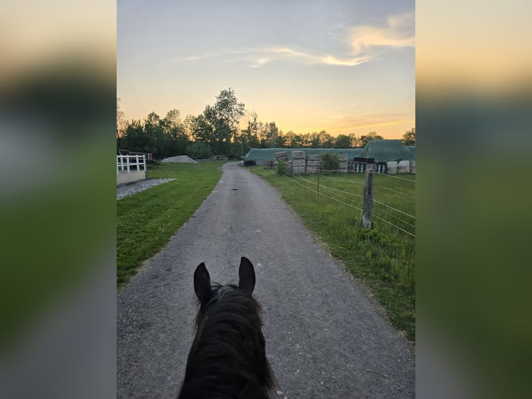 PRE Wallach 17 Jahre 157 cm Dunkelbrauner in Matzendorf