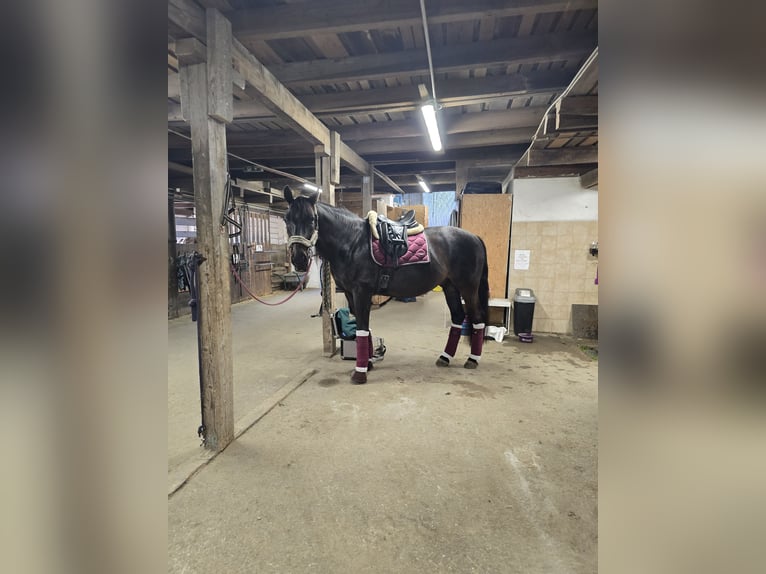 PRE Wallach 17 Jahre 157 cm Dunkelbrauner in Matzendorf