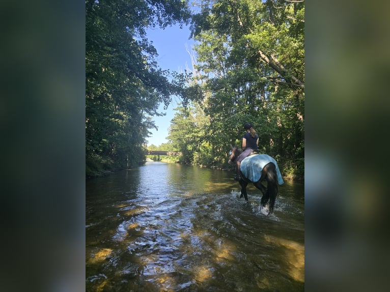 PRE Wallach 17 Jahre 157 cm Dunkelbrauner in Matzendorf