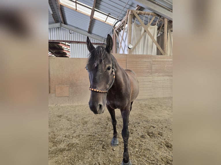PRE Wallach 17 Jahre 157 cm Dunkelbrauner in Matzendorf