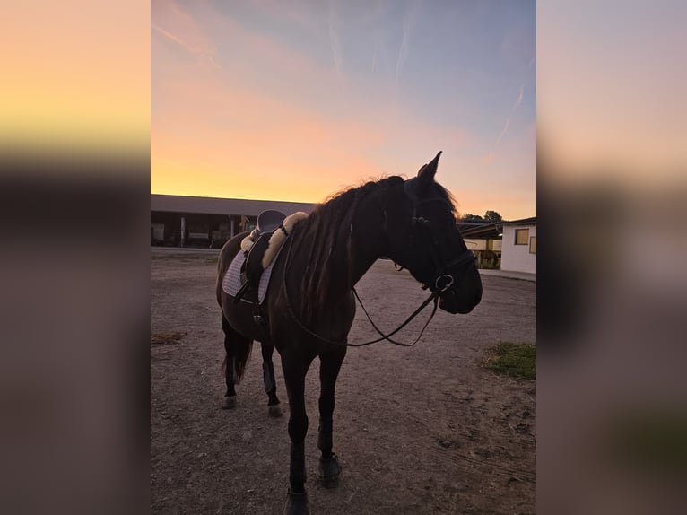 PRE Wallach 17 Jahre 157 cm Dunkelbrauner in Matzendorf