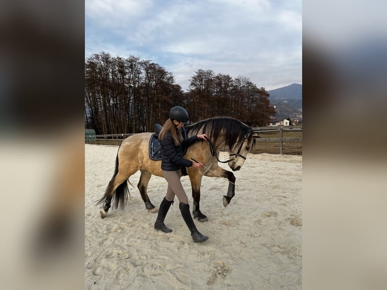 PRE Mix Wallach 17 Jahre 157 cm Falbe in Wolfsberg