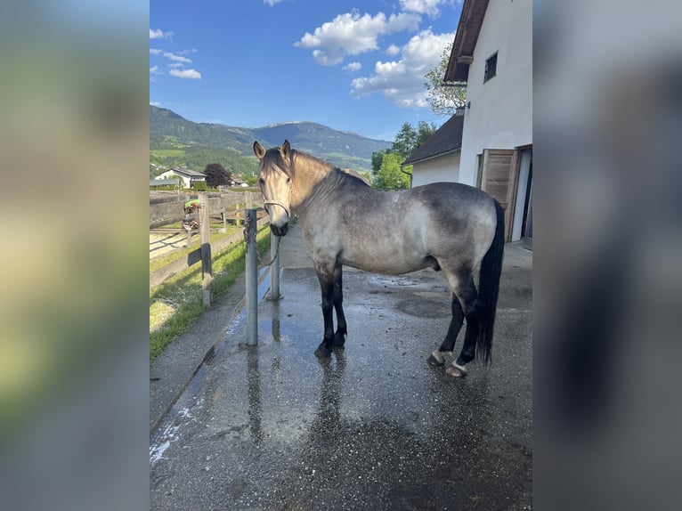 PRE Mix Wallach 17 Jahre 157 cm Falbe in Wolfsberg
