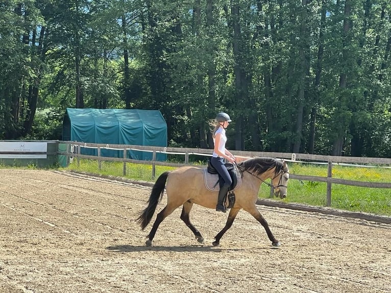 PRE Mix Wallach 17 Jahre 157 cm Falbe in Wolfsberg