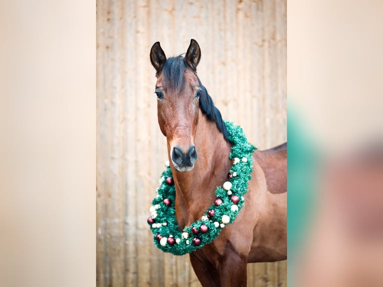 PRE Wallach 17 Jahre 158 cm Brauner in Fürstenfeldbruck
