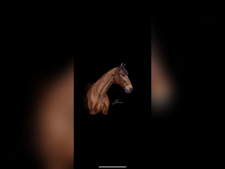 PRE Wallach 17 Jahre 158 cm Brauner in Fürstenfeldbruck