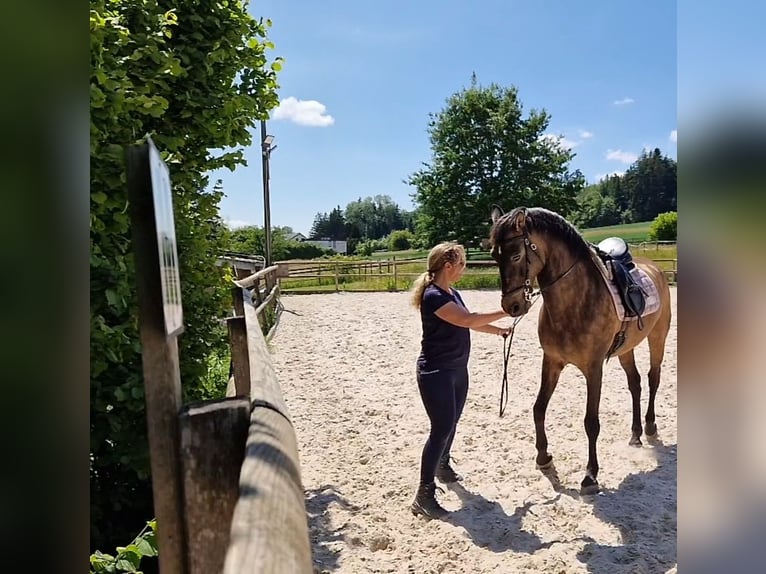 PRE Mix Wallach 17 Jahre 159 cm Falbe in Hermrigen