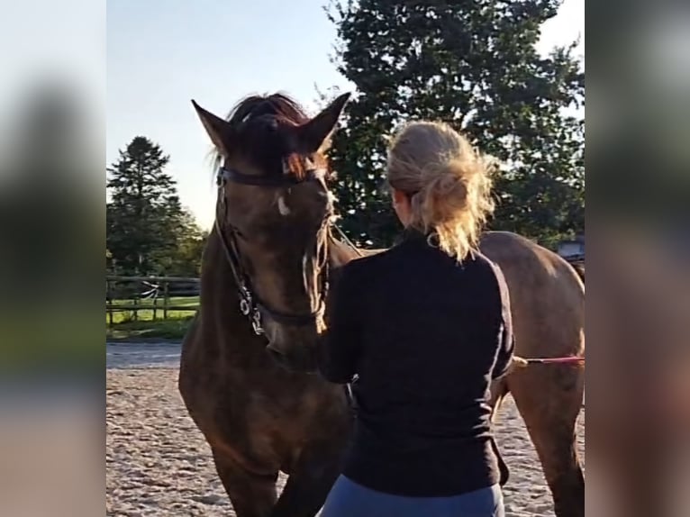 PRE Mix Wallach 17 Jahre 159 cm Falbe in Hermrigen