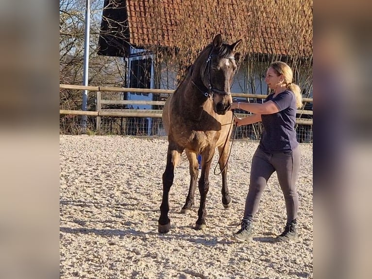 PRE Mix Wallach 17 Jahre 159 cm Falbe in Hermrigen