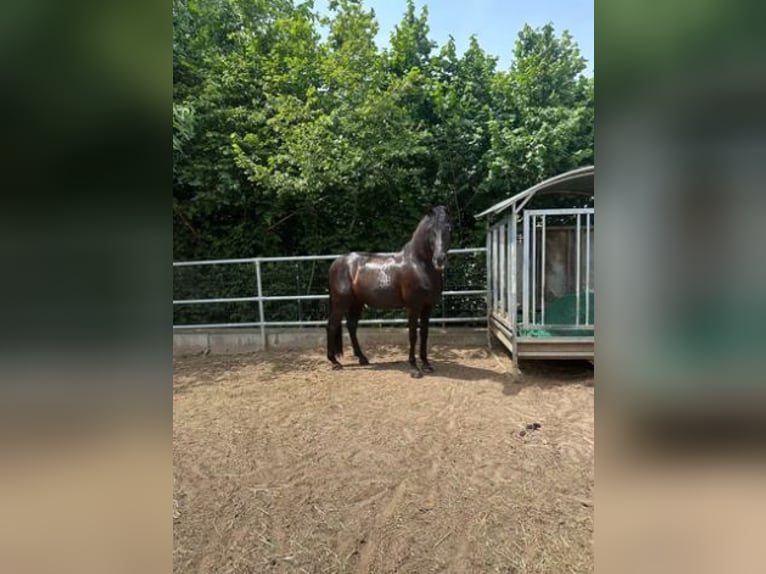 PRE Wallach 17 Jahre 160 cm Rappe in Pfungstadt