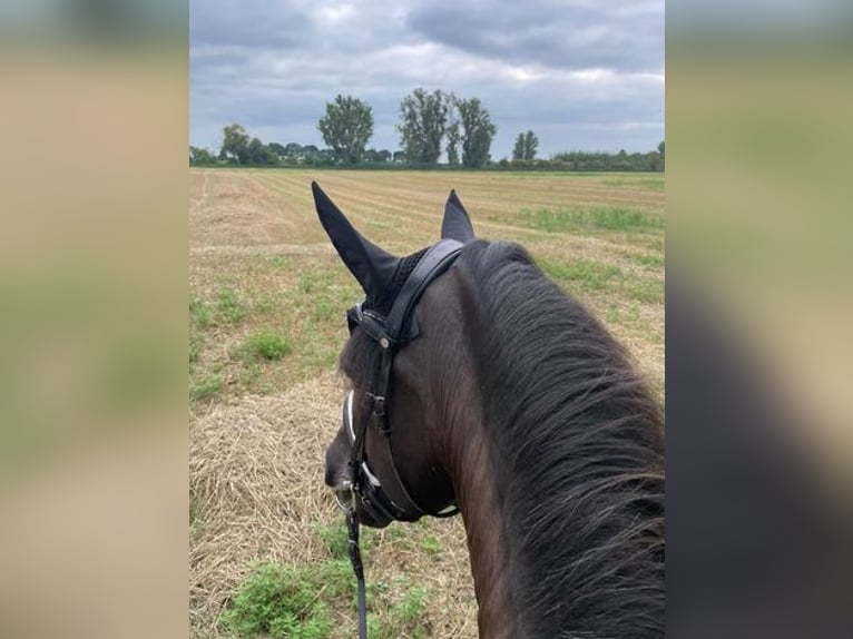 PRE Wallach 17 Jahre 160 cm Rappe in Pfungstadt