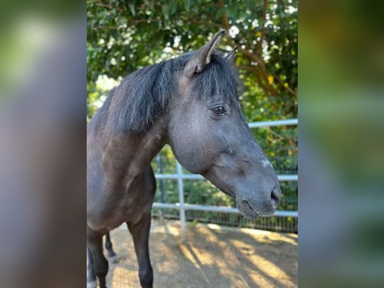PRE Wallach 17 Jahre 160 cm Rappe in Pfungstadt