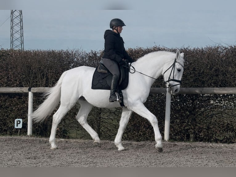 PRE Mix Wallach 17 Jahre 160 cm Schimmel in Neustadt (Wied)