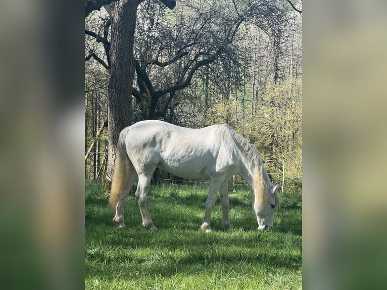 PRE Wallach 17 Jahre 161 cm Schimmel in Hofheim am Taunus