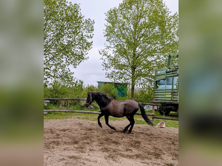 PRE Mix Wallach 17 Jahre 162 cm Dunkelbrauner in Hamburg
