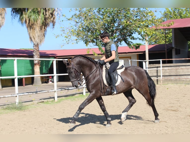 PRE Mix Wallach 17 Jahre 162 cm Rappe in Don Benito