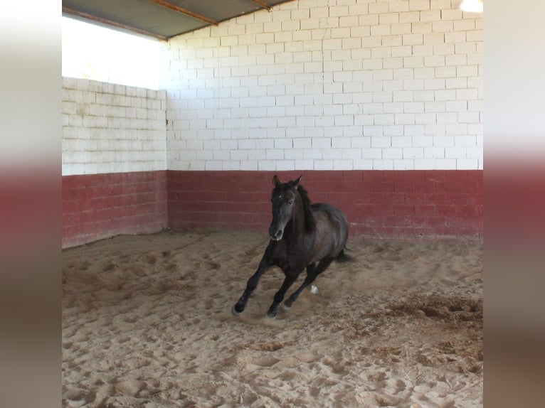 PRE Mix Wallach 17 Jahre 162 cm Rappe in Don Benito