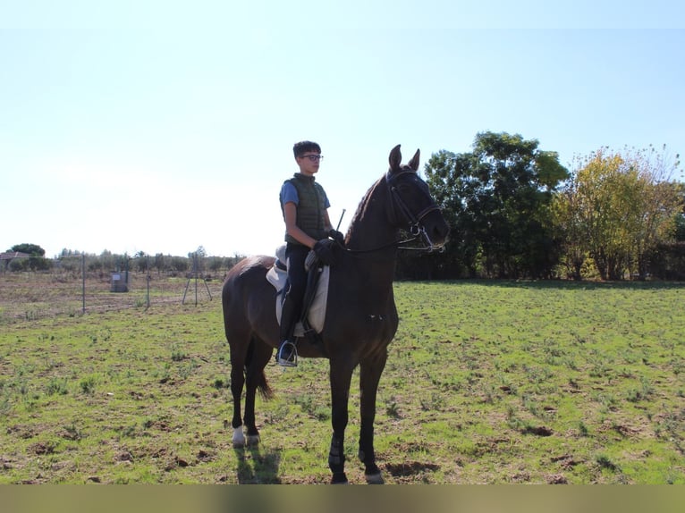 PRE Mix Wallach 17 Jahre 162 cm Rappe in Don Benito