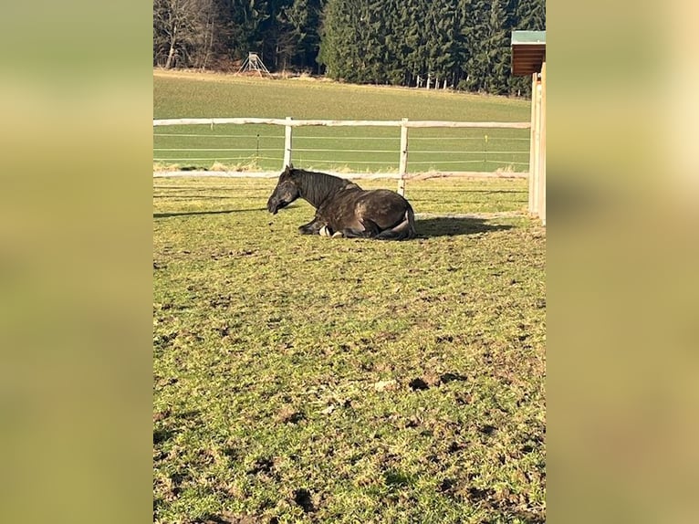 PRE Wallach 17 Jahre 163 cm Rappe in Starnberg