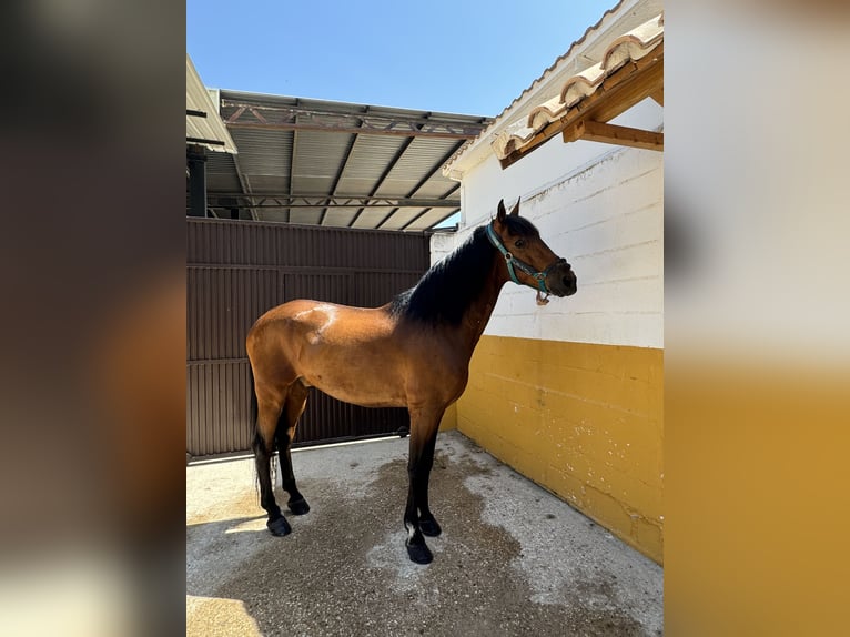 PRE Mix Wallach 17 Jahre 165 cm Brauner in Azuqueca de Henares