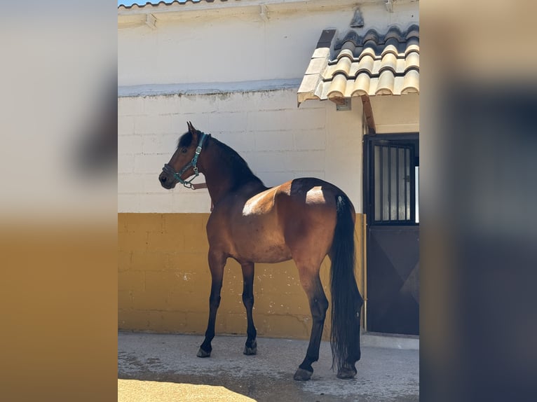 PRE Mix Wallach 17 Jahre 165 cm Brauner in Azuqueca de Henares