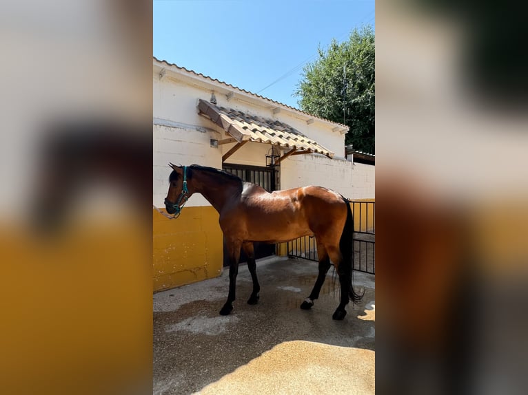 PRE Mix Wallach 17 Jahre 165 cm Brauner in Azuqueca de Henares