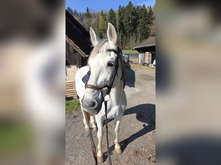 PRE Mix Wallach 18 Jahre 163 cm Schimmel in Hendschiken