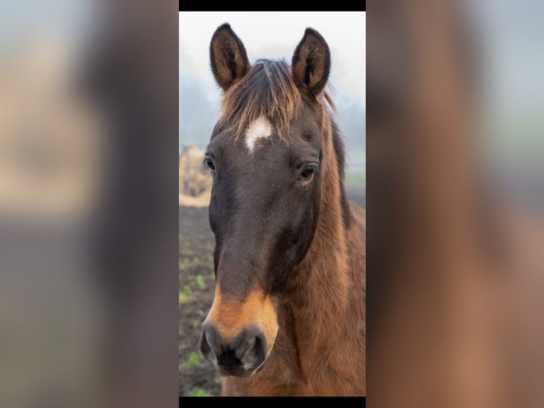 PRE Wallach 18 Jahre 165 cm Brauner in Nienburg (Weser) Holtorf