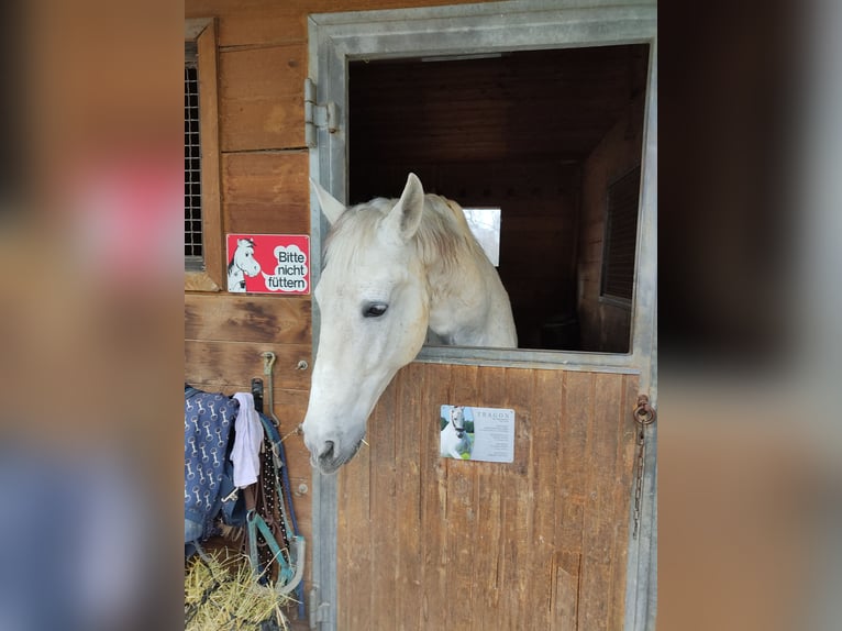 PRE Wallach 18 Jahre 170 cm Schimmel in Straßlach-Dingharting