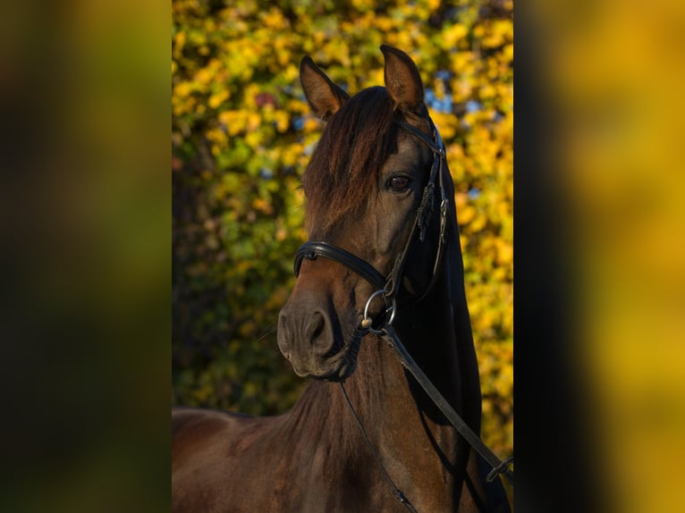 PRE Mix Wallach 19 Jahre 156 cm Schwarzbrauner in Wurmsham