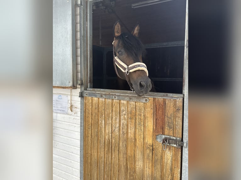 PRE Mix Wallach 19 Jahre 156 cm Schwarzbrauner in Wurmsham