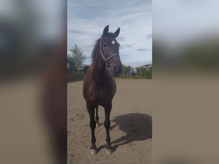 PRE Mix Wallach 19 Jahre 160 cm Rappe in Wershofen